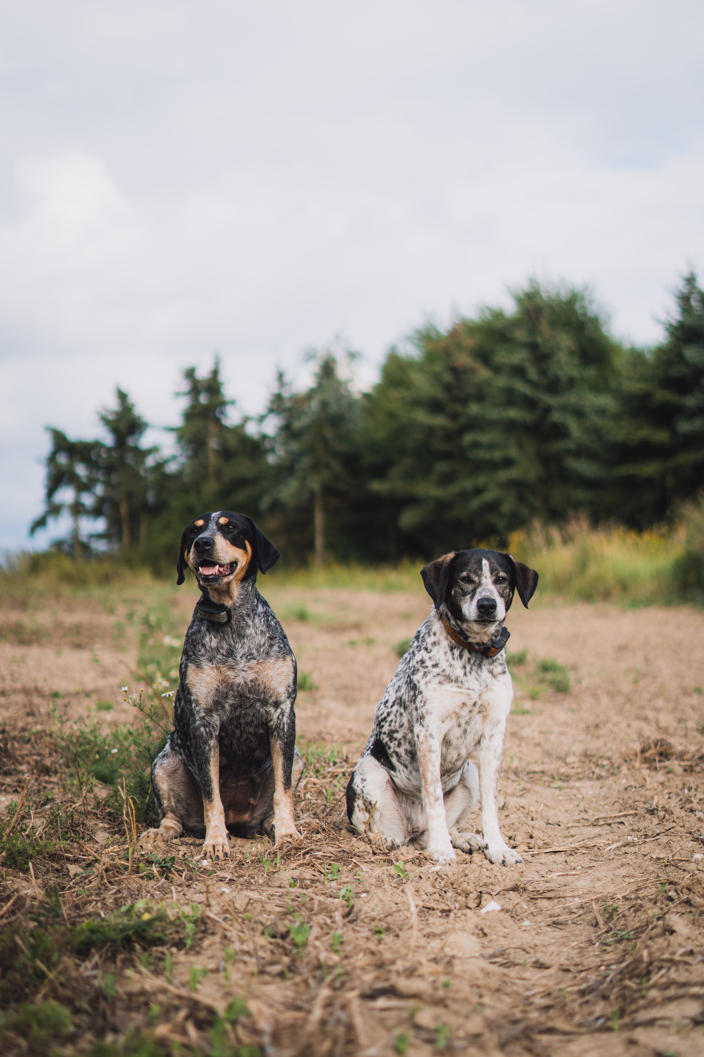 Dva strakatí psi sedí na polní cestě s lesem v pozadí během profesionálního focení mazlíčků.