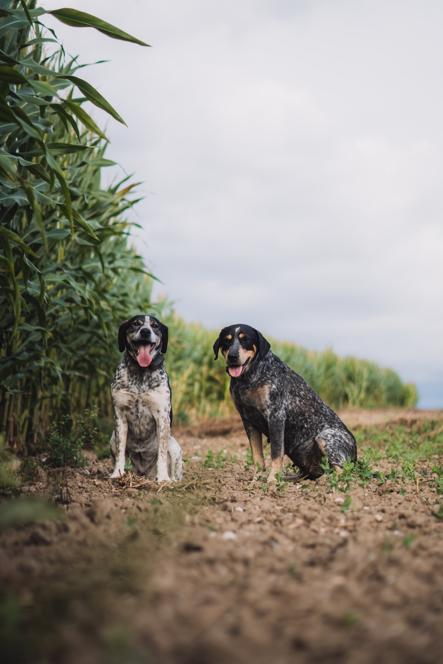 Dva psi, strakatý a merle kříženec, sedí vedle sebe na okraji kukuřičného pole při venkovním focení.