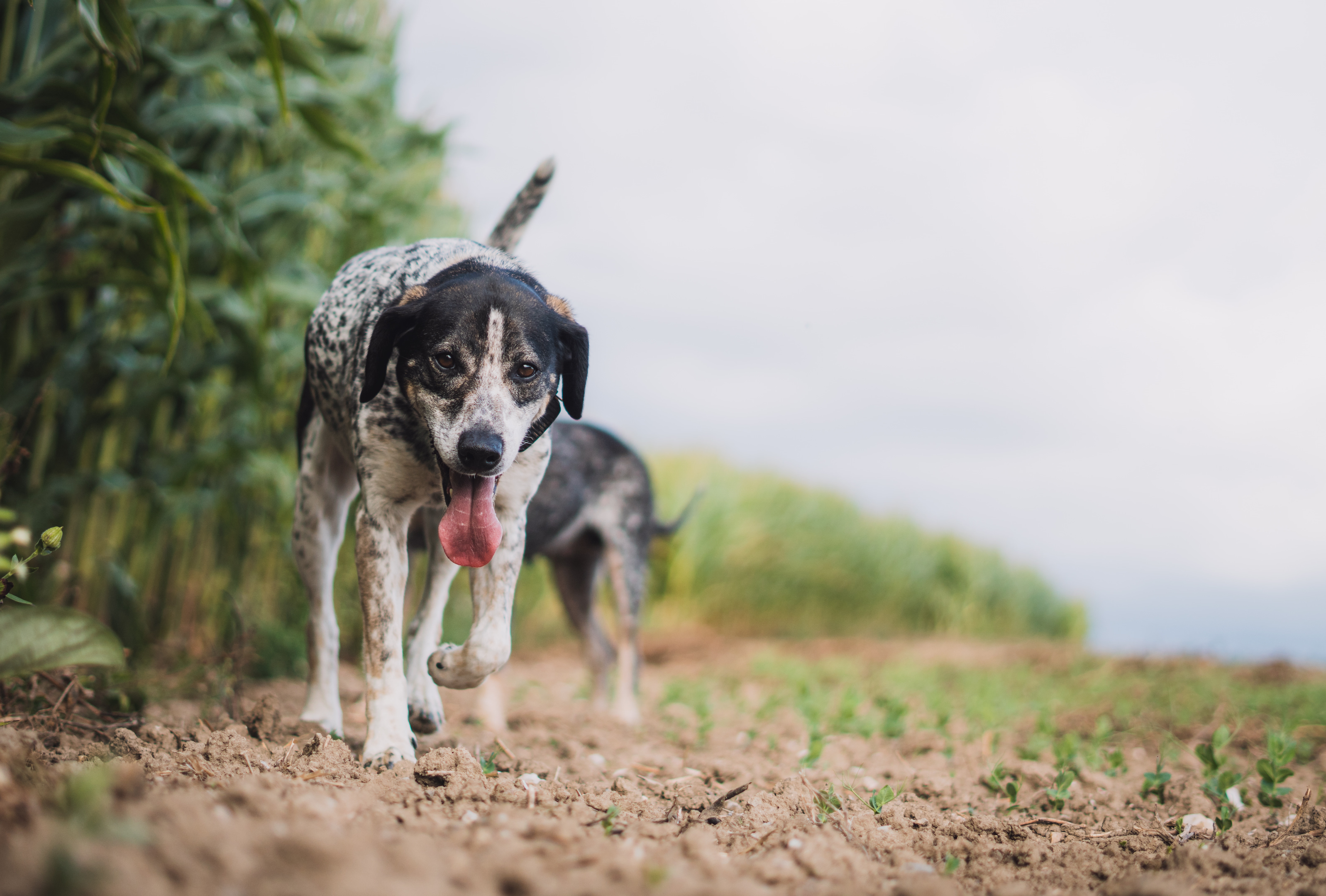 Akční portrét psa – strakatý kříženec s vyplazeným jazykem běží po poli během venkovního focení mazlíčků.