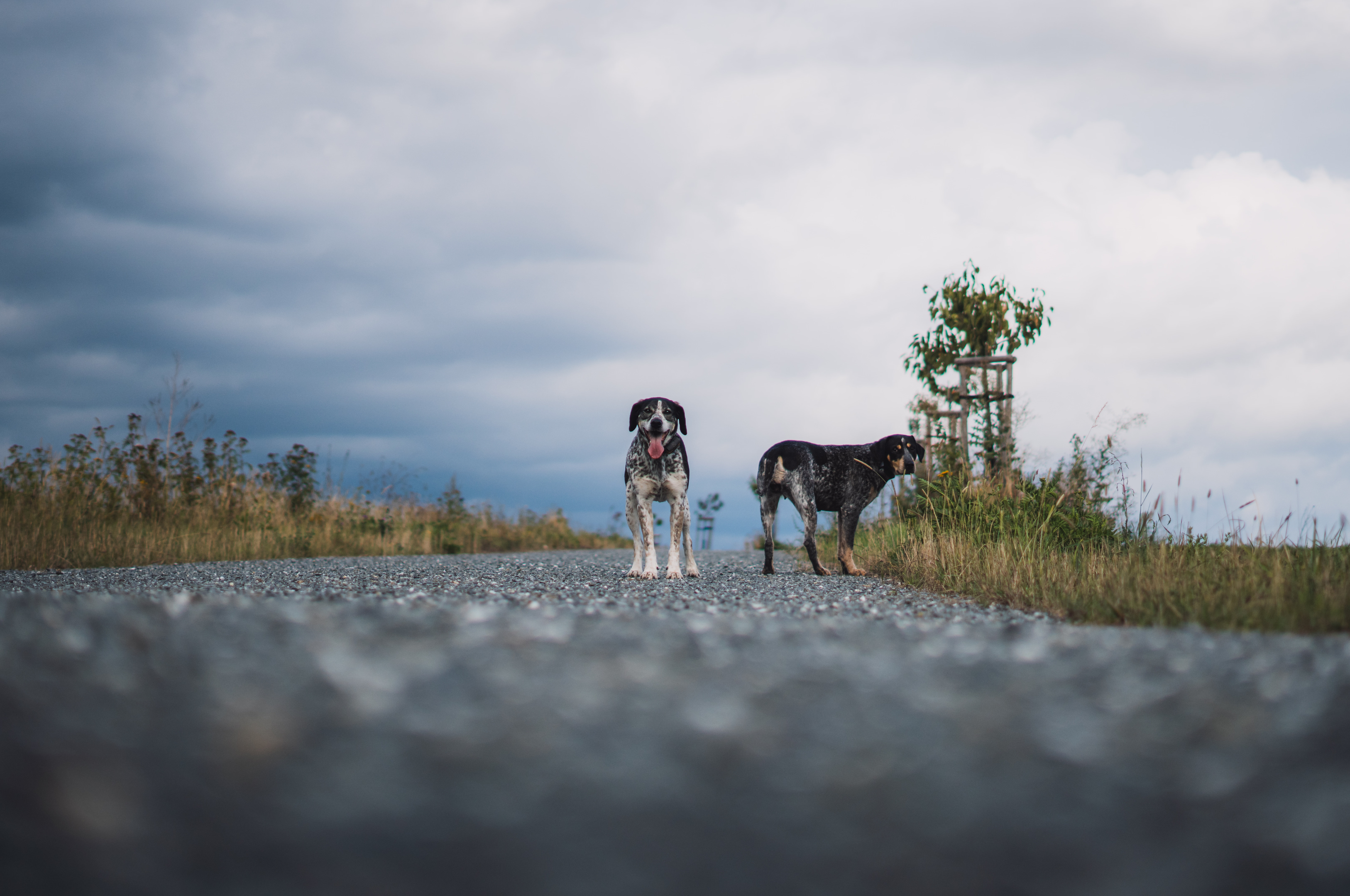 Dva psi stojí na štěrkové cestě pod dramatickou oblačnou oblohou, foceno z nízkého úhlu.