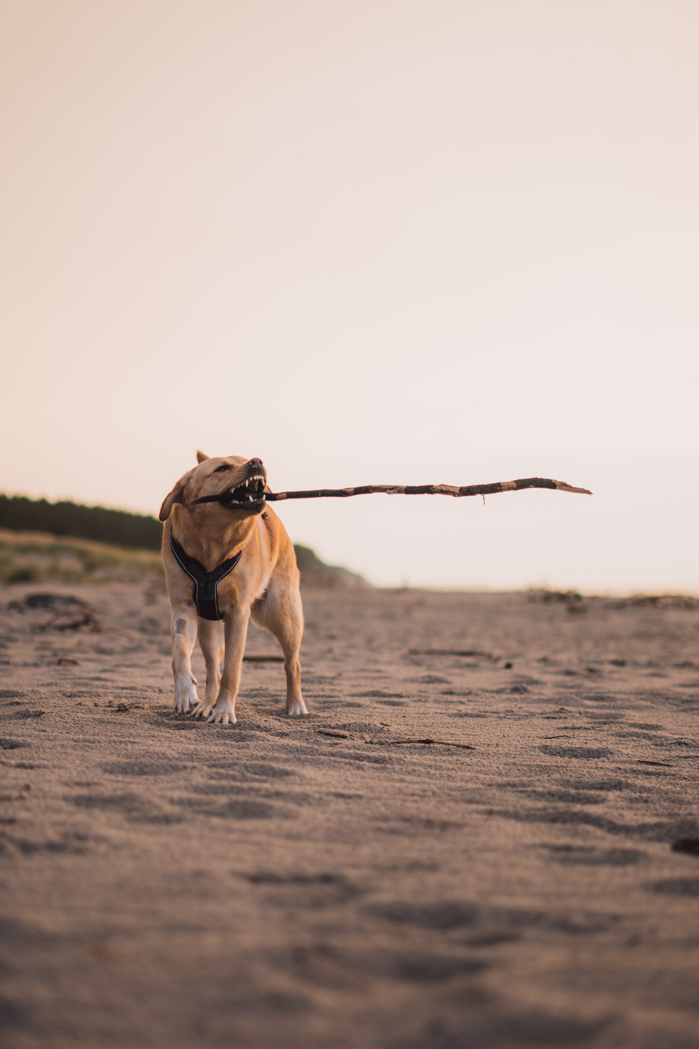 Hravý zlatý retrívr s vyceněnými zuby hrdě nese velký klacek v tlamě na písečné pláži.